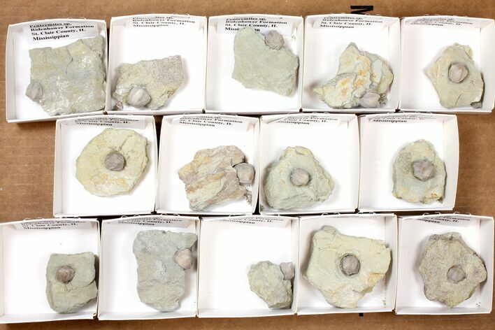 Lot: Blastoid Fossils On Shale From Illinois - Pieces #134135